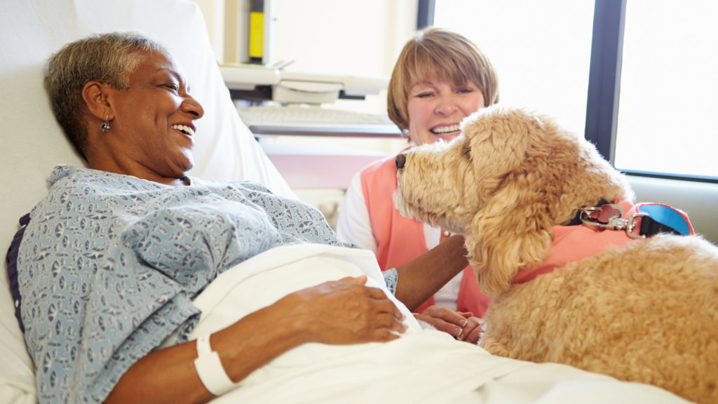 pets for seniors encourage healing 